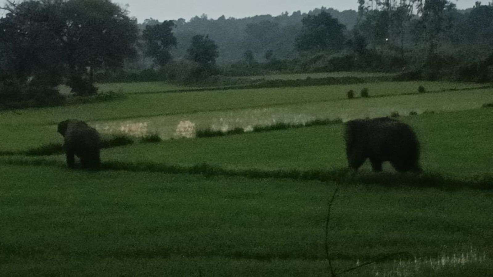 जैतहरी क्षेत्र में सात दिनों से दो हाथियों का उत्पात, मकान और फसलें क्षतिग्रस्त