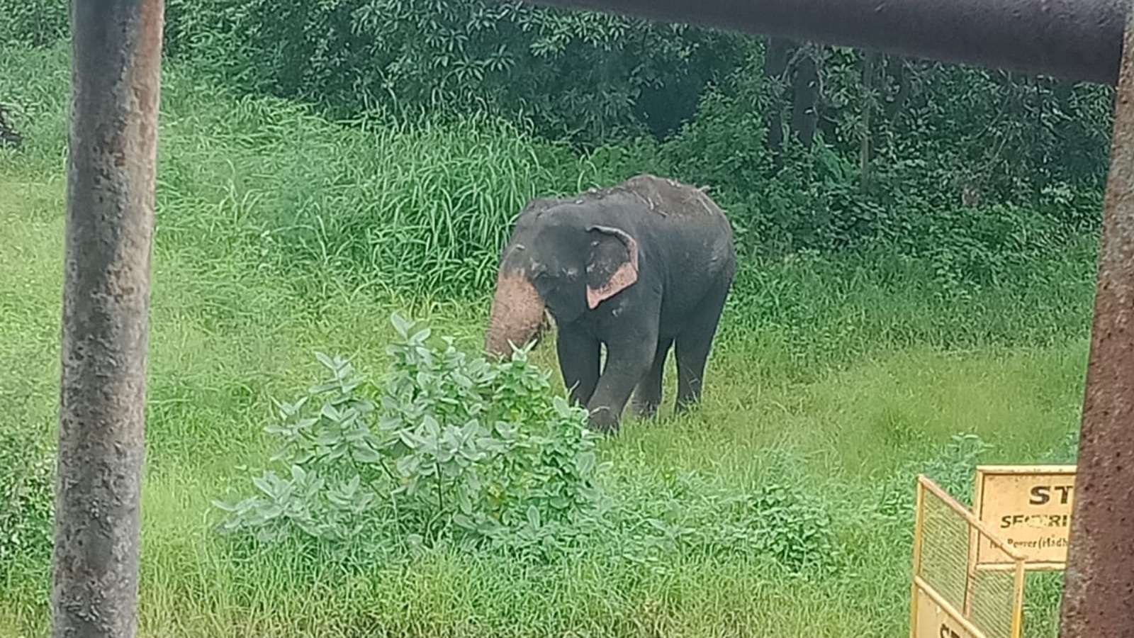 15 दिनों से इलाके में डेरा डाले दो हाथी, मंगलवार को प्लांट की बाउंड्री तोड़कर अंदर घुसे