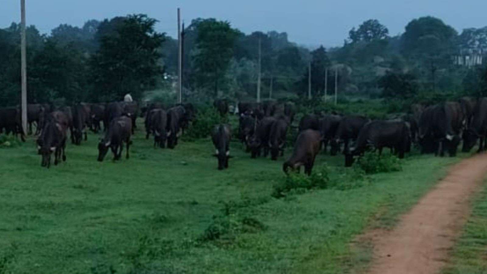 96 मवेशियों को क्रूरता पूर्वक बांधकर रखने का खुलासा, चार स्थानों पर दबिश