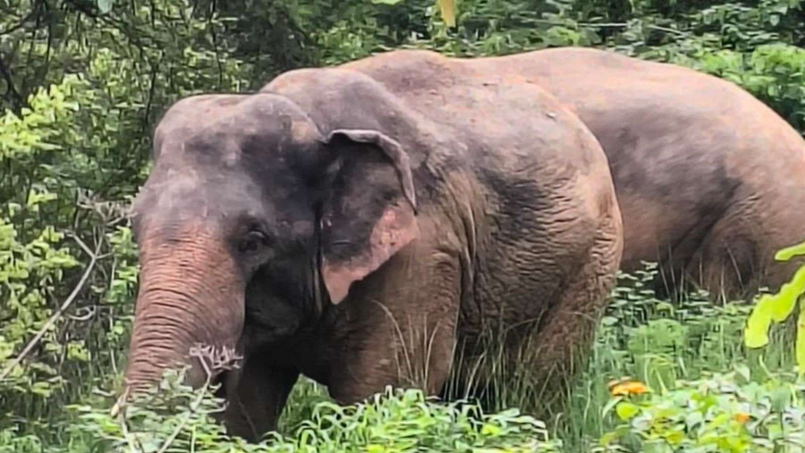हाथियों के आतंक पर बिसाहूलाल सिंह ने मुख्यमंत्री से की ठोस कार्रवाई की मांग